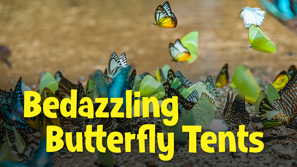 A group of colorful butterflies with event title text
